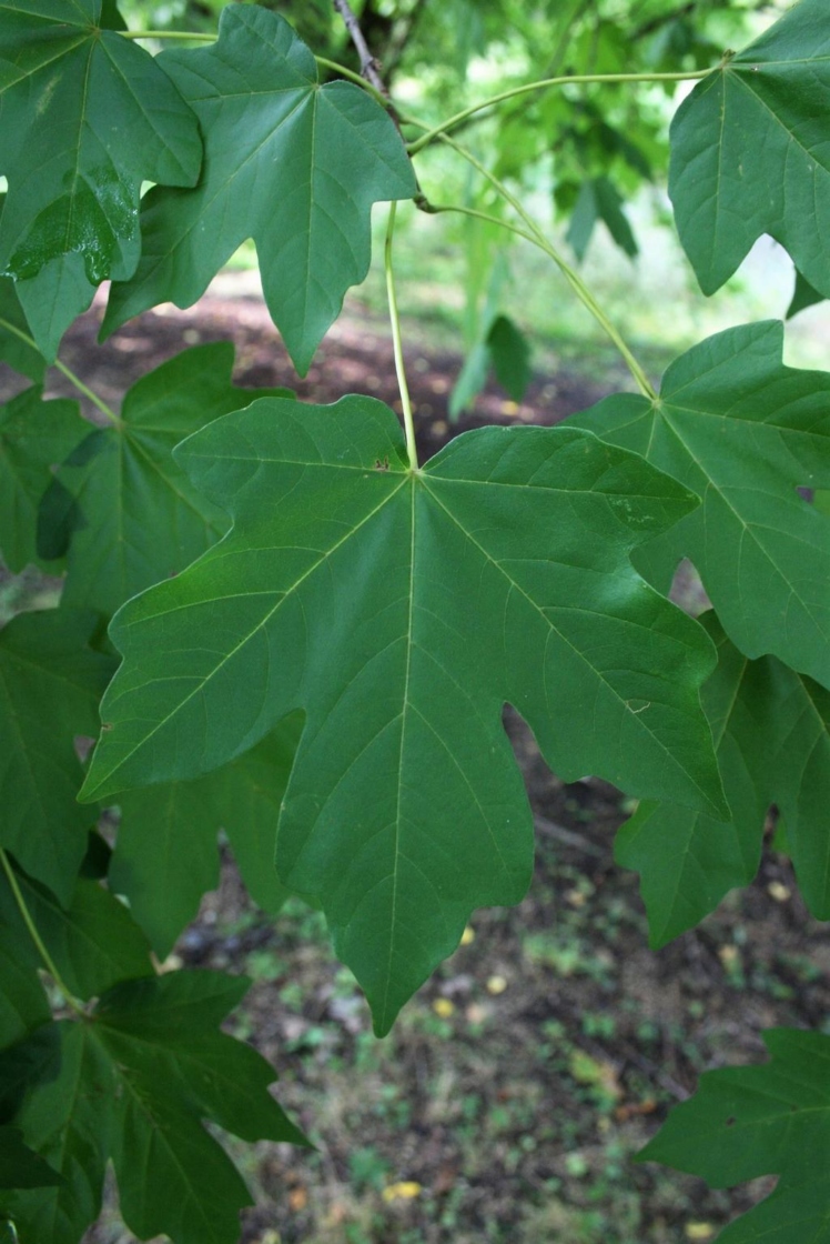 STATE STREET™ Miyabe's maple | The Morton Arboretum