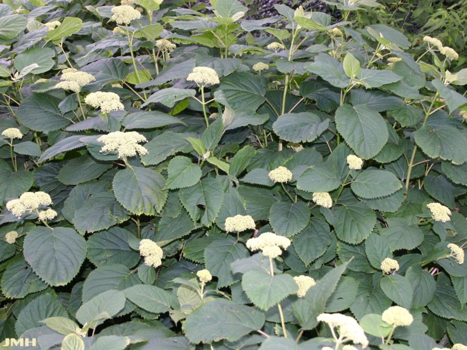 Wild hydrangea | The Morton Arboretum