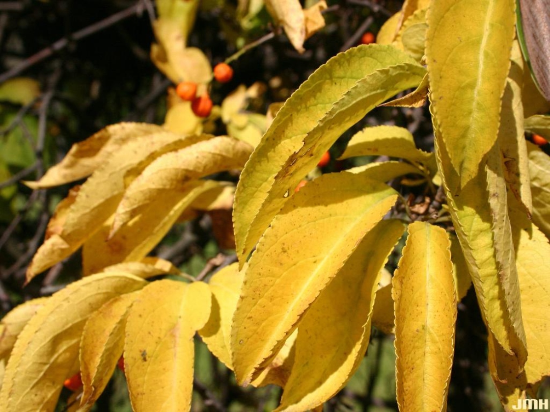 Celastrus scandens L. (American bittersweet), close-up of leaves, fall color