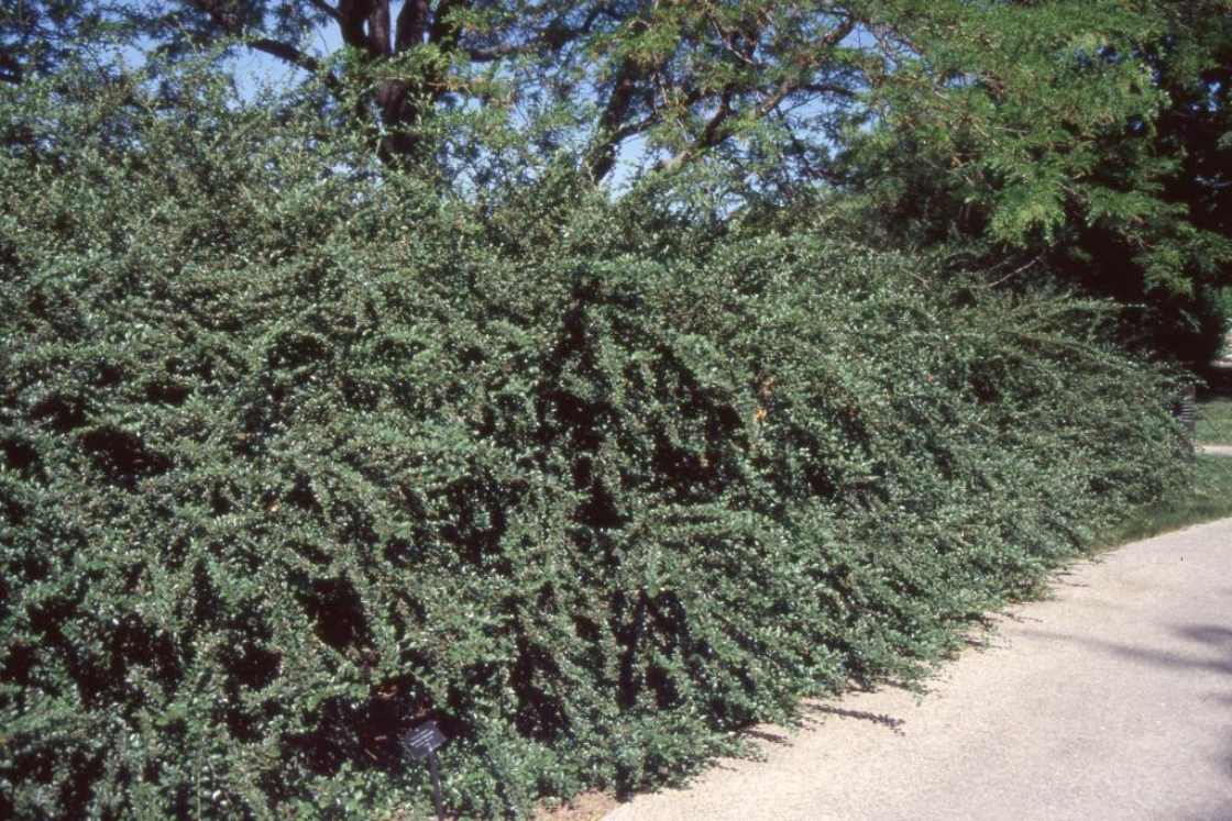 Cotoneaster divaricata Rehd. & Wils. (spreading cotoneaster), habit