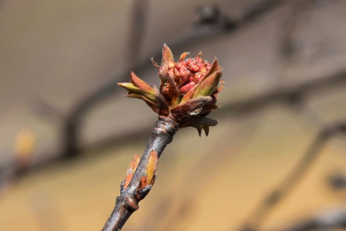 Viburnum farreri (Fragrant Viburnum), bud, flower