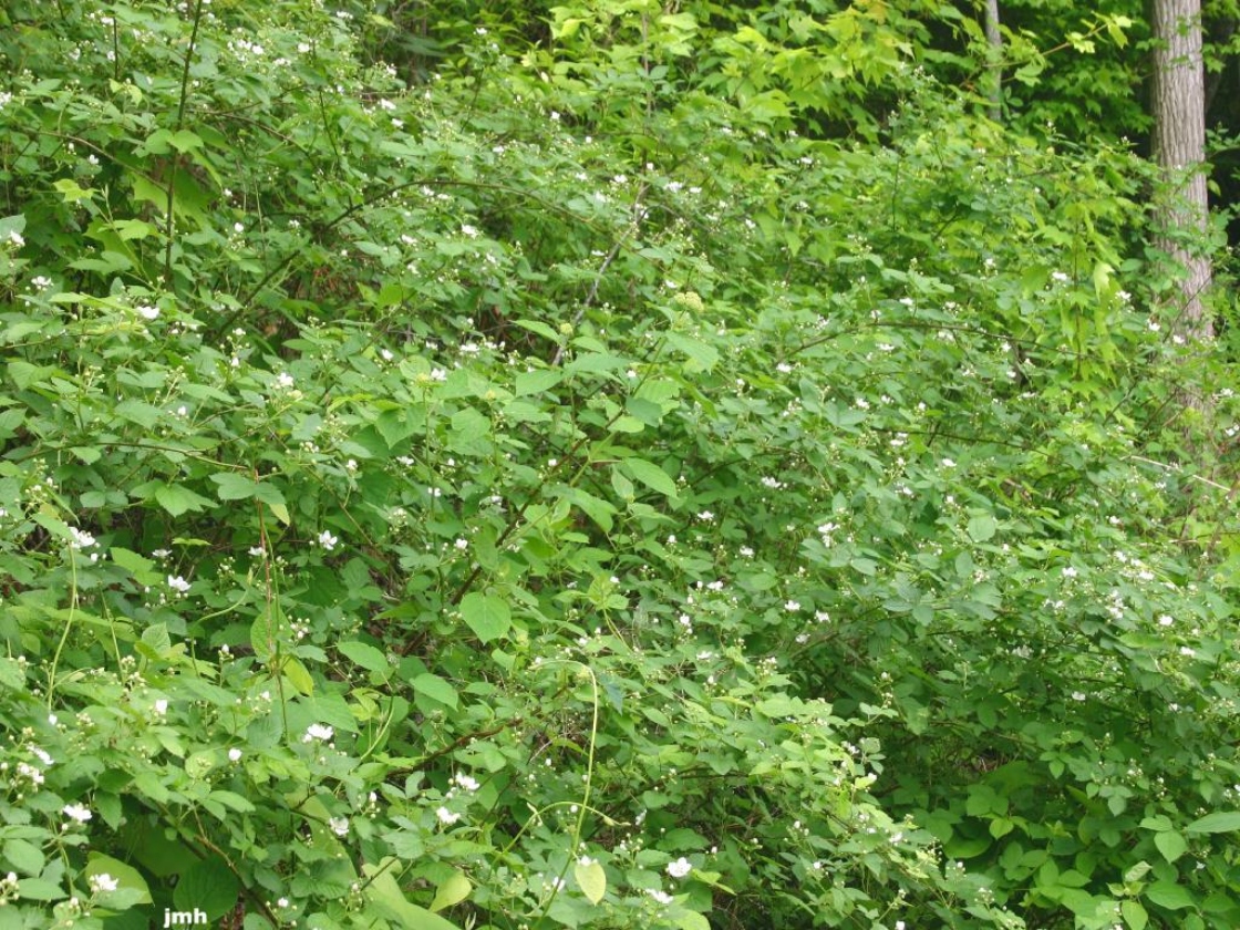 Rubus occidentalis L. (black raspberry), growth habit