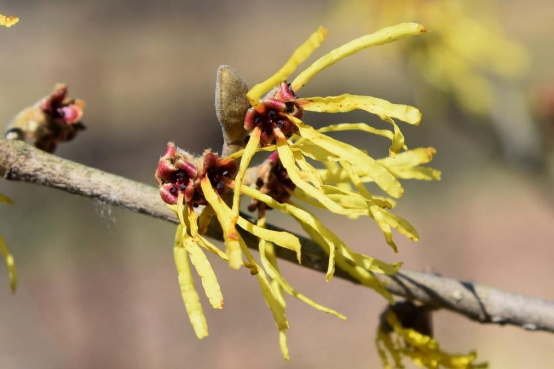 Hamamelis mollis 'Wisley Supreme' (Wisley Supreme Chinese Witch-hazel), flower, throat