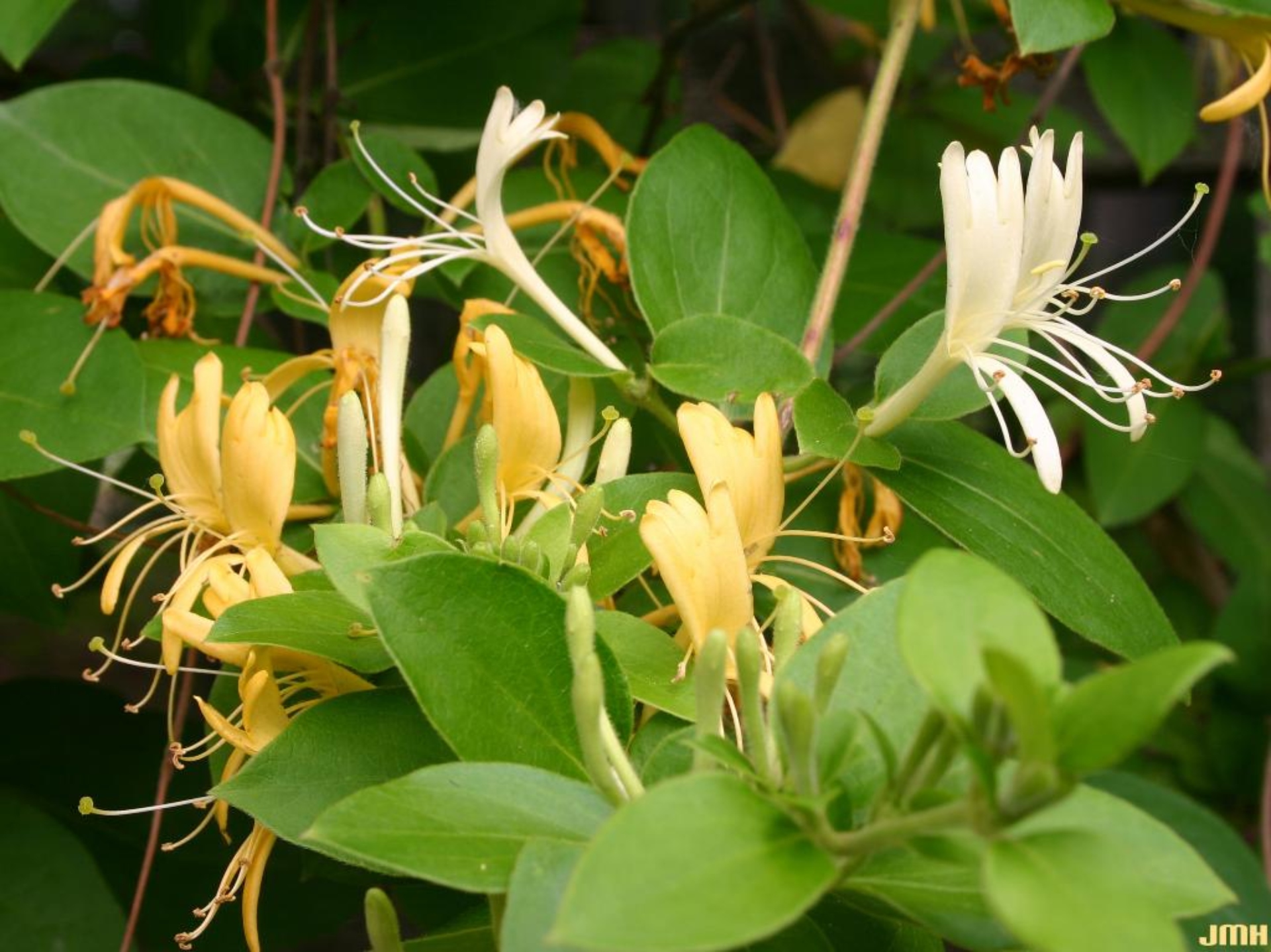 Lonicera Honeysuckle TELLMANIANA Yellow X 3 Bare Root Plants by Plug Plants Express Limited