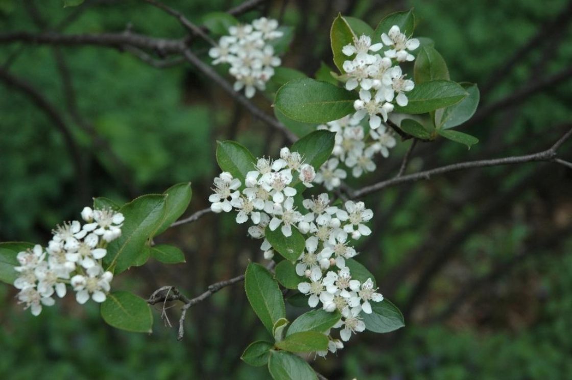 Aronia arbutifolia ‘Brilliantissima’ (Brilliant red chokeberry), inflorescence