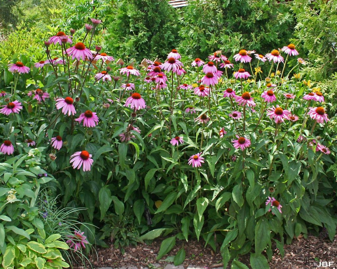 Echinacea purpurea ‘Bravado’ (Bravado purple coneflower), habit