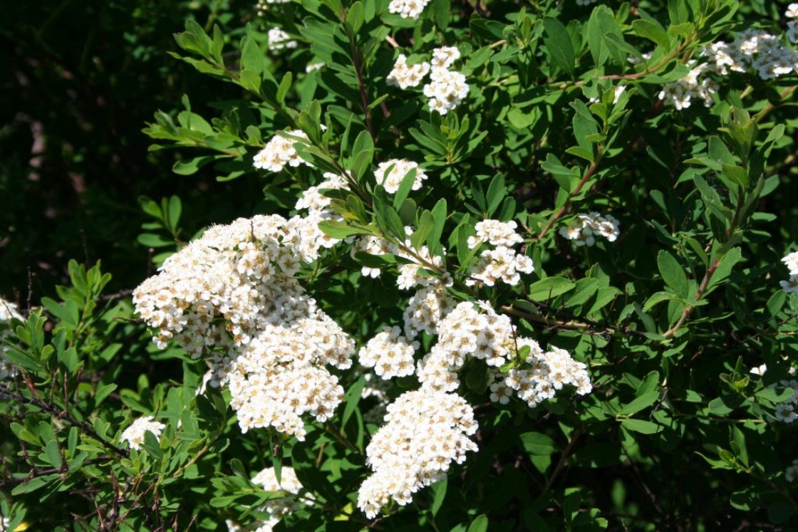 Spiraea nipponica ‘Snowmound’ (Snowmound Nippon spirea), flowers