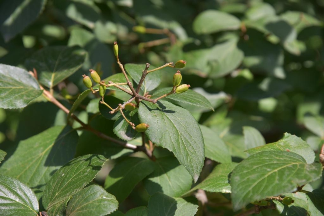 Viburnum ×carlcephalum (PP 776) (Fragrant Snowball), infructescence