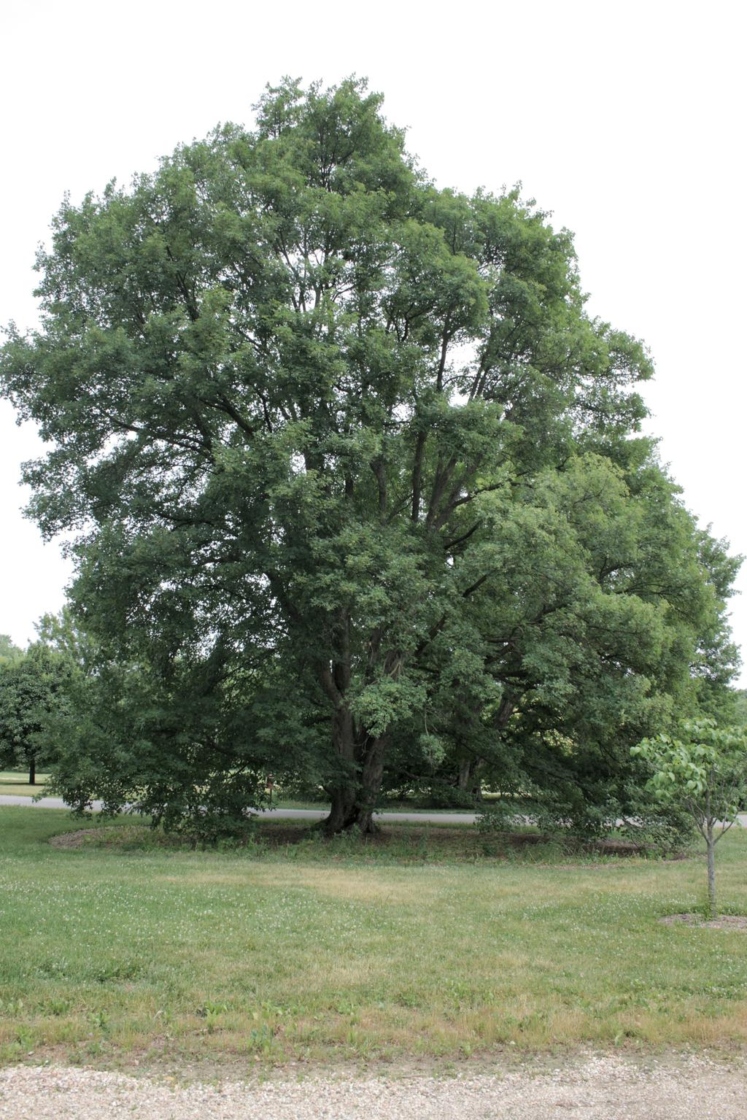 Acer miyabei (Miyabe Maple), habit, summer