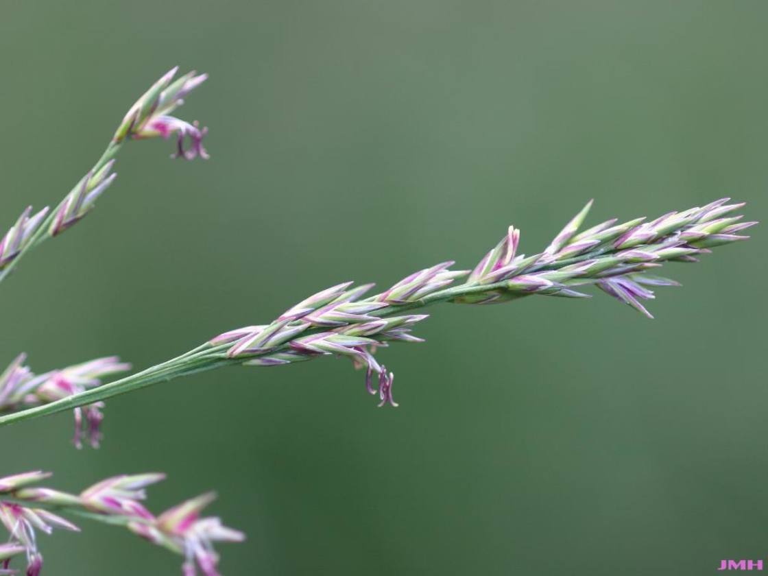Molinia caerulea ssp. arundinacea ‘Skyracer’ (Skyracer purple moor grass), inflorescence