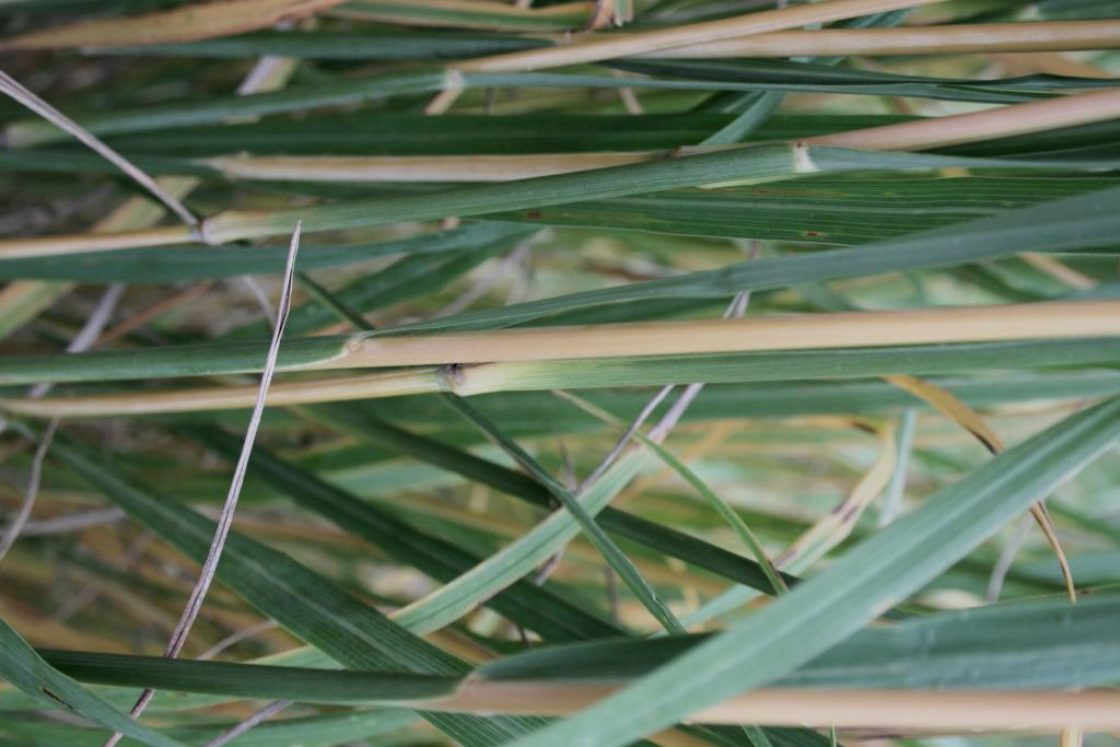 Andropogon gerardii (Big Bluestem), bark, stem