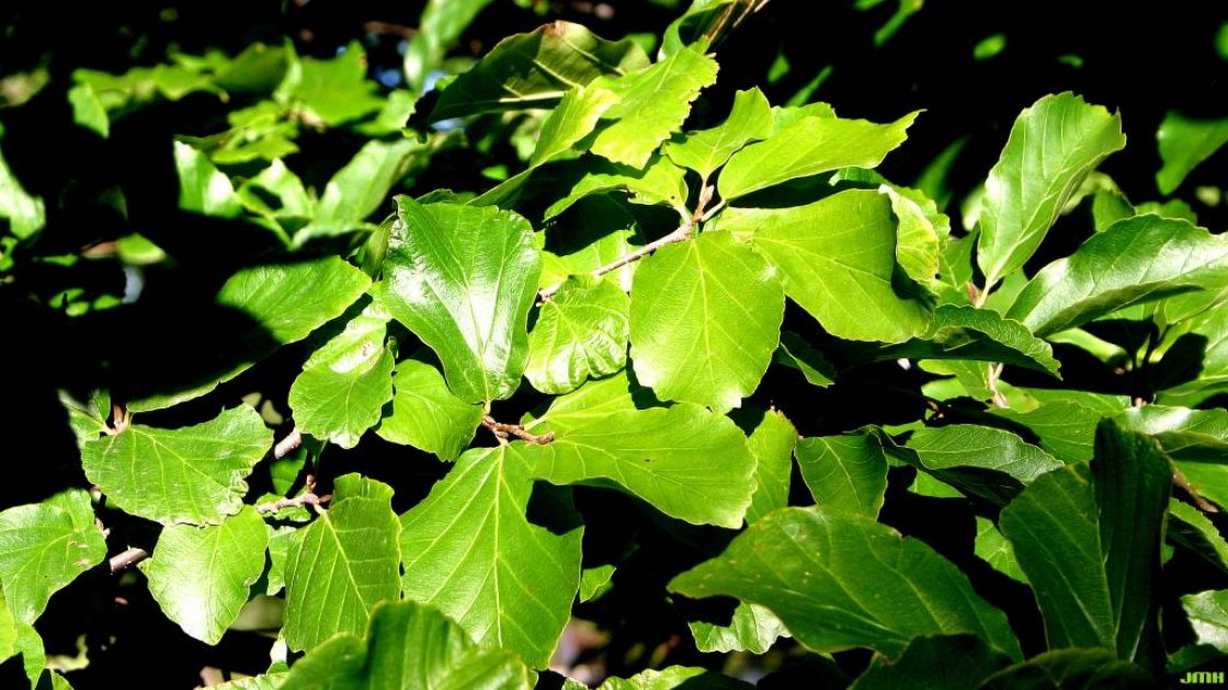 Parrotia persica (DC.) C. A. Meyer (Persian ironwood), leaves