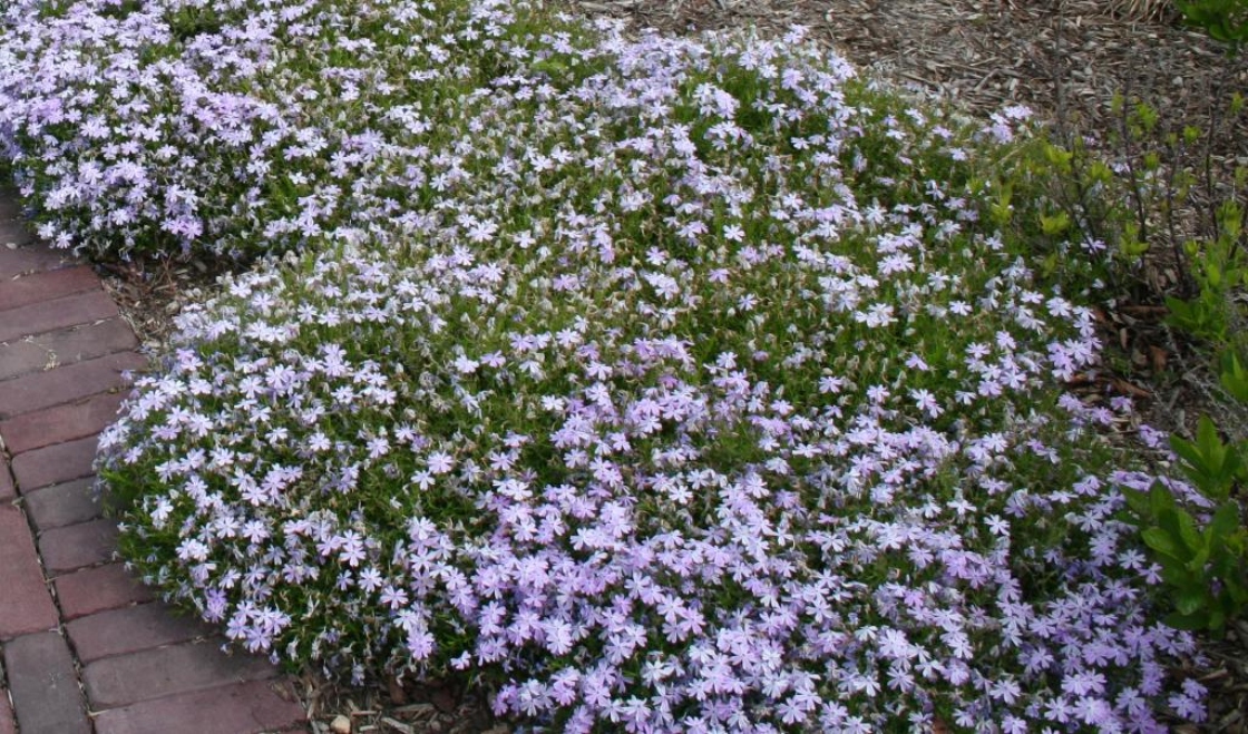 Moss phlox | The Morton Arboretum