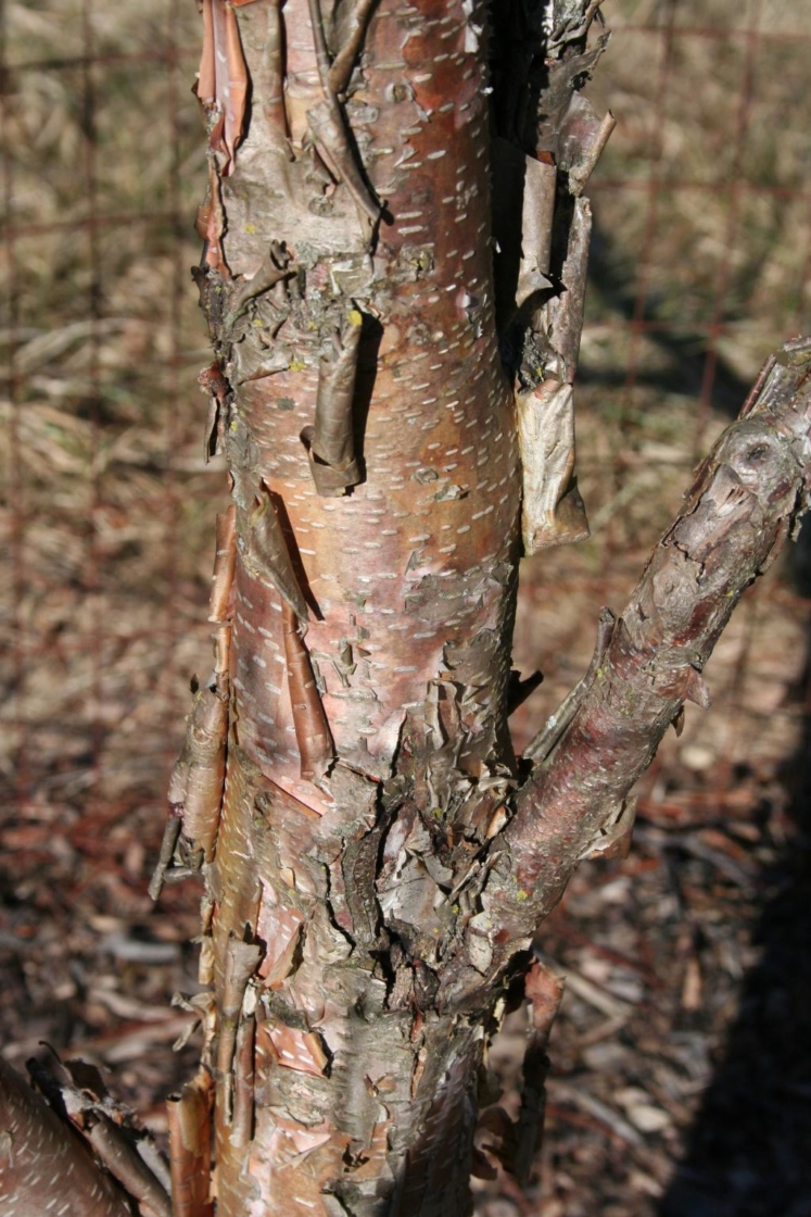 Betula utilis D.Don (Himalayan birch), bark