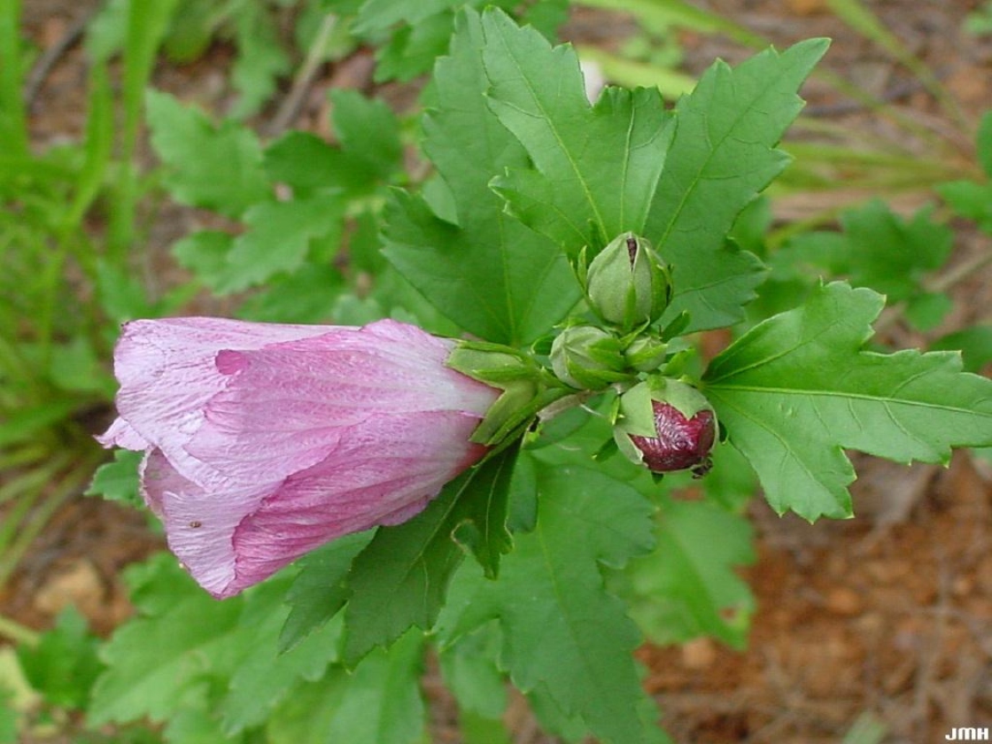 Hibiscus syriacus L. (rose-of-sharon), close-up of flower and leaves