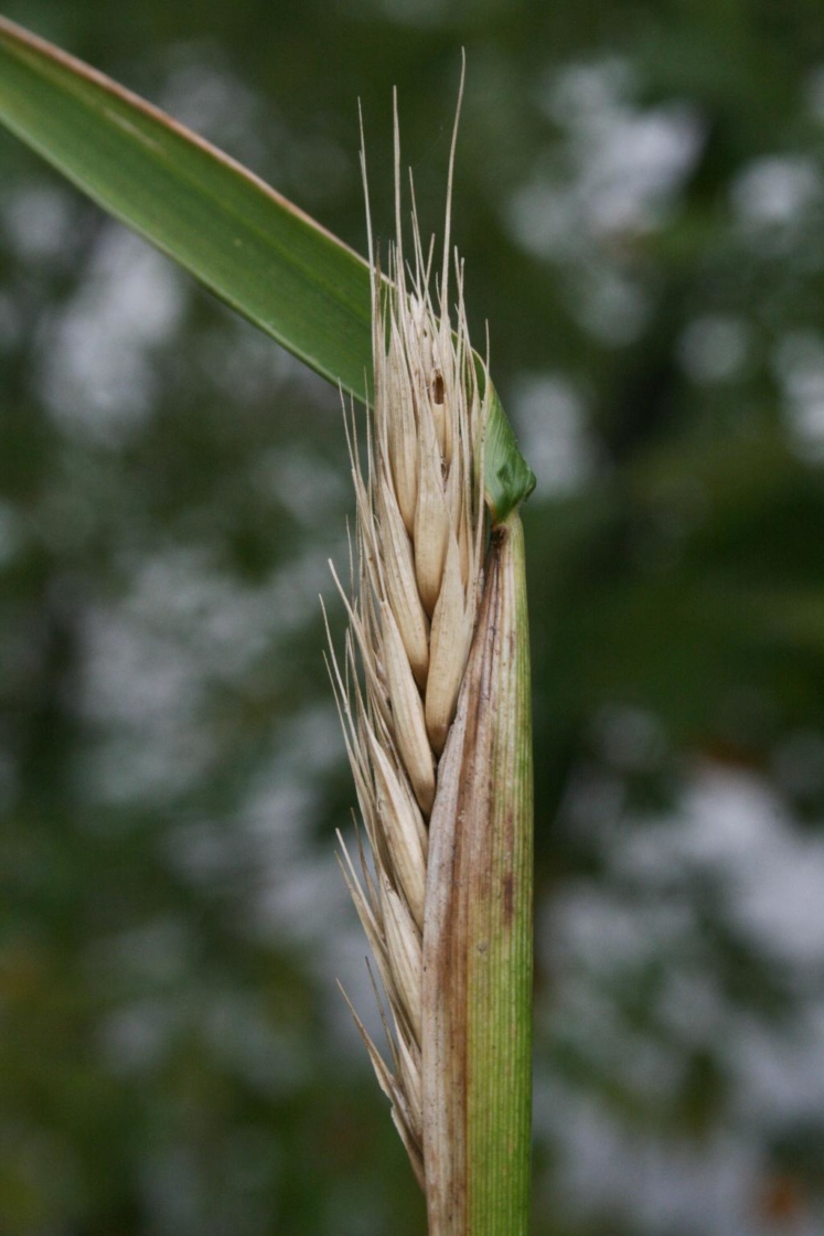 Elymus virginicus (Virginia Wild Rye), infructescence