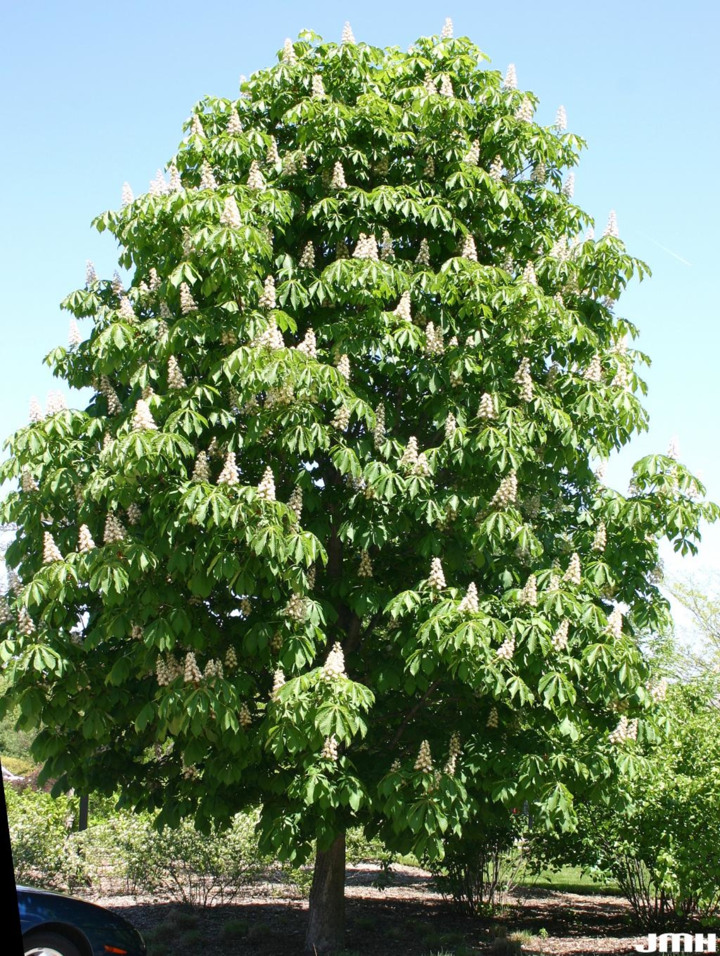 horse chestnut | the morton arboretum