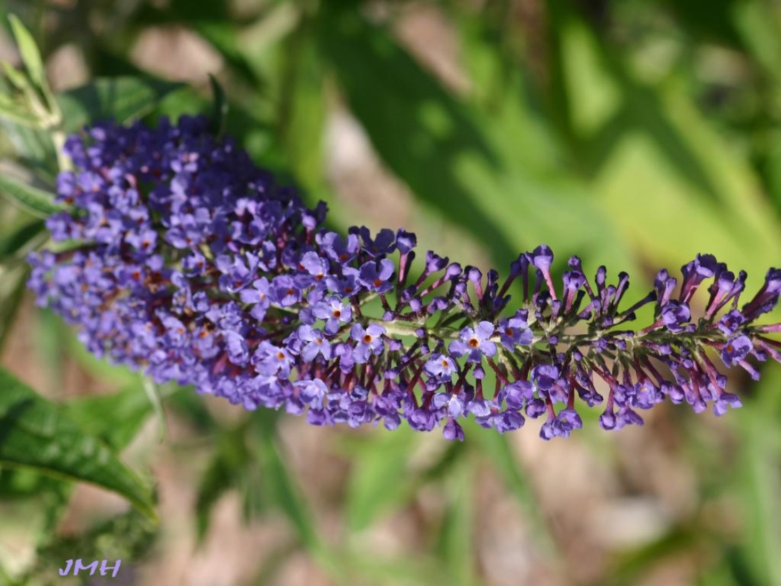 Buddleja davidii ‘Adokeep’ (butterfly bush – ADONIS BLUE™), close-up of inflorescence