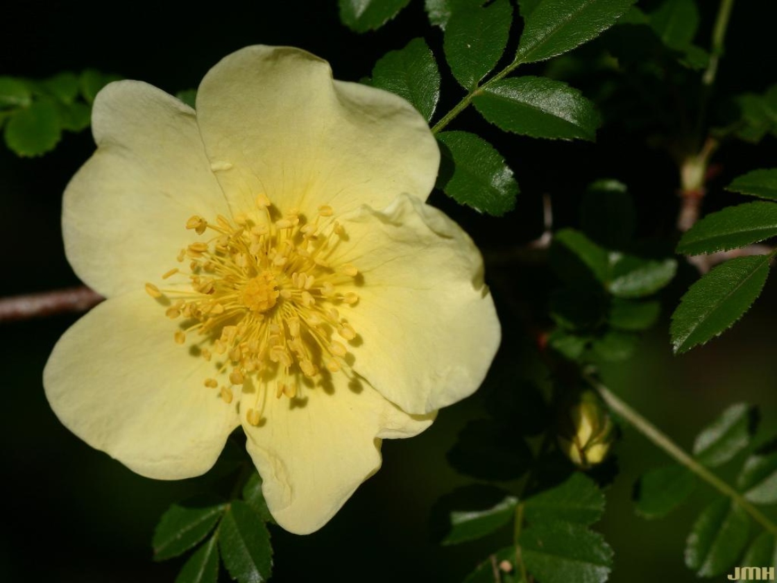 Rosa primula Boulenger (primrose rose), close-up of flower