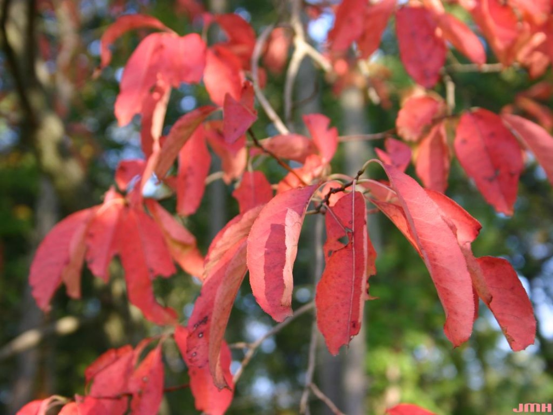 Oxydendrum arboreum (L.) DC. (sourwood), leaves, fall color