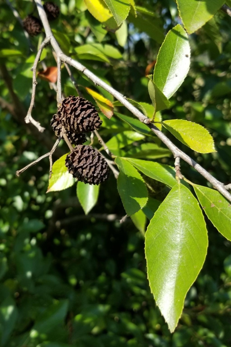 Alnus maritima (Seaside Alder), fruit, mature