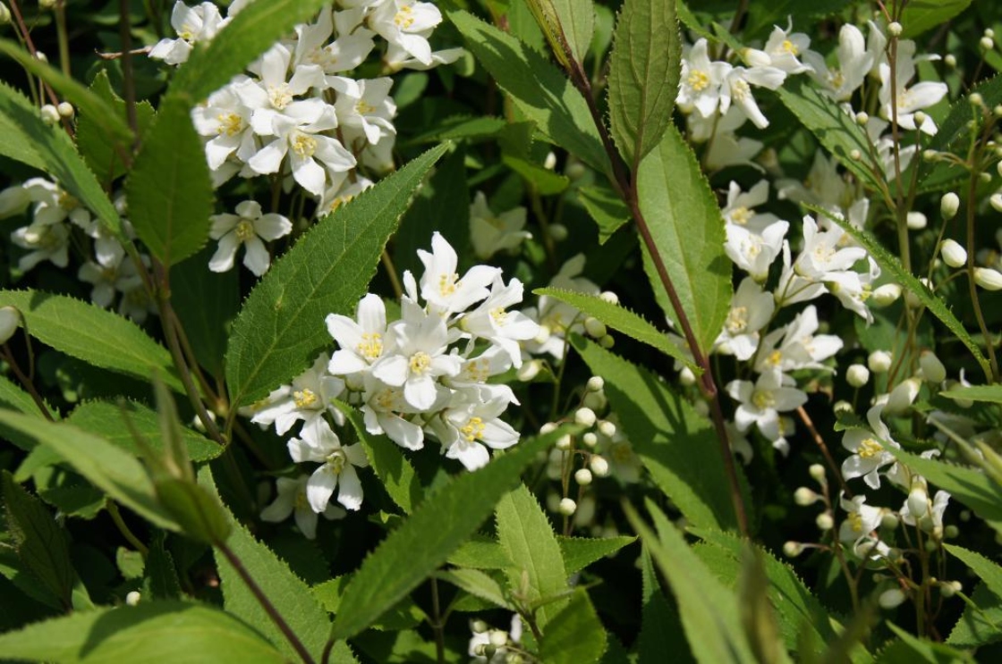 Deutzia gracilis 'Nikko' (Nikko Slender Deutzia), inflorescence