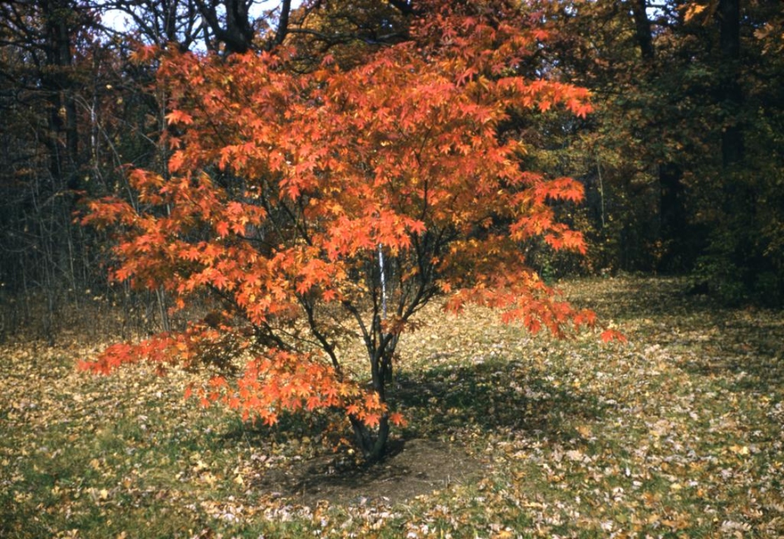 Acer japonicum (Fullmoon maple), fall color