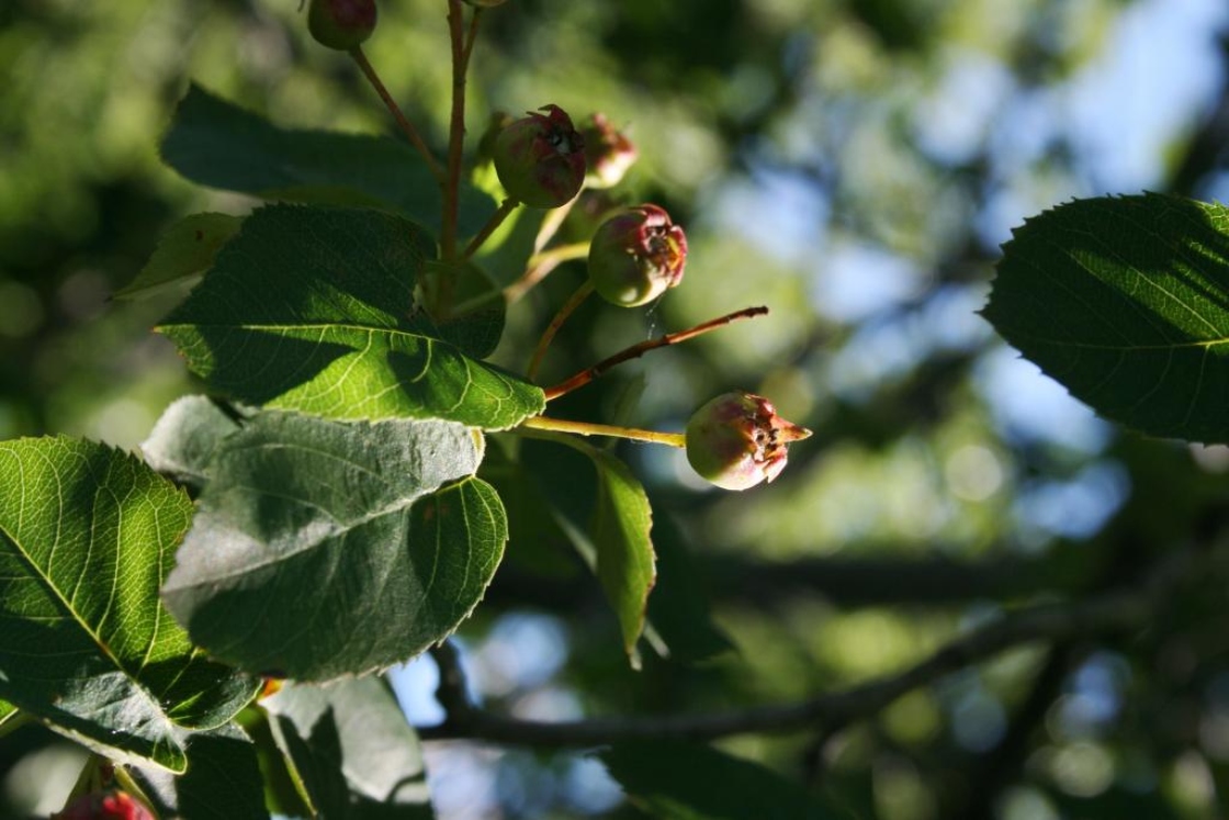 Amelanchier interior (Inland Serviceberry), infructescence