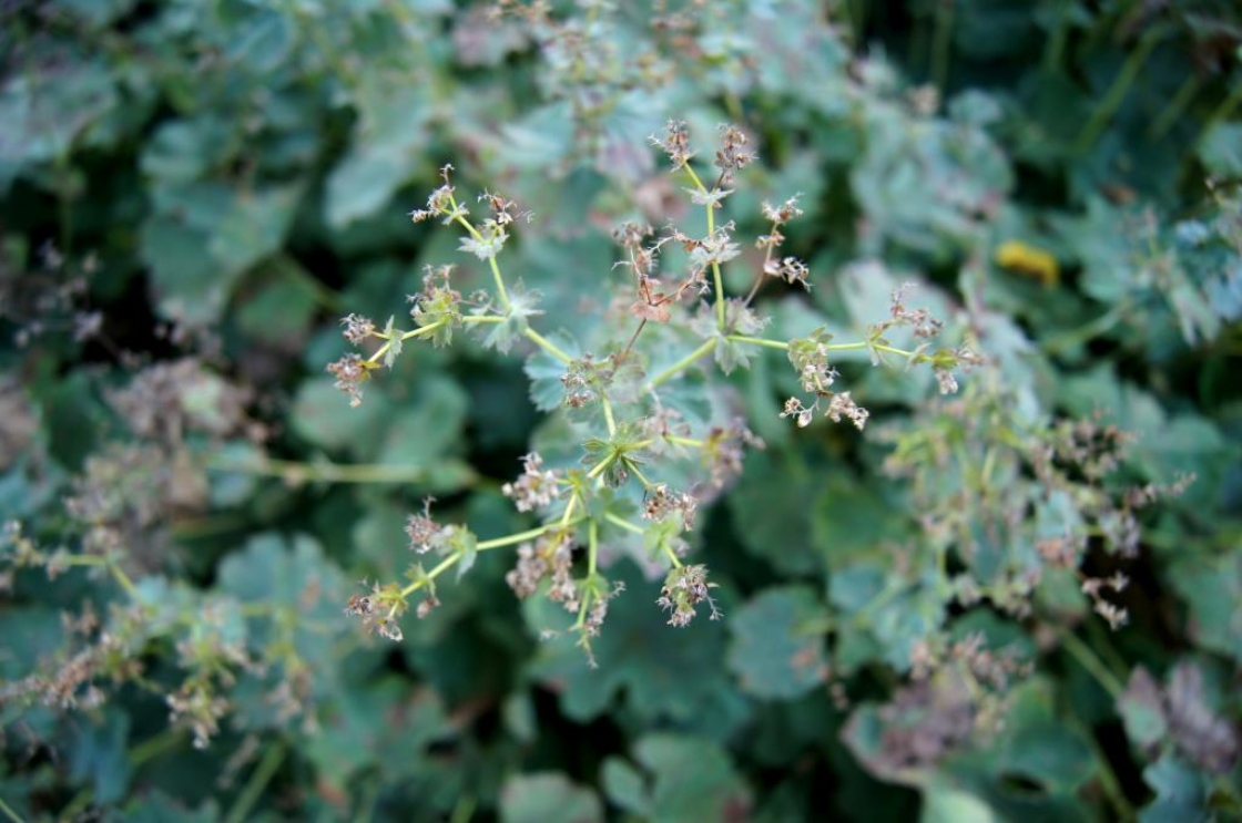 Alchemilla mollis 'Auslese' (Auslese Lady's Mantle), infructescence