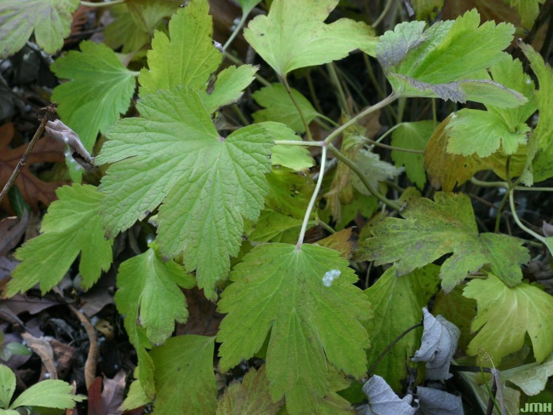 Anemone tomentosa (Maxim.) C. P’ei (wooly anemone), leaves