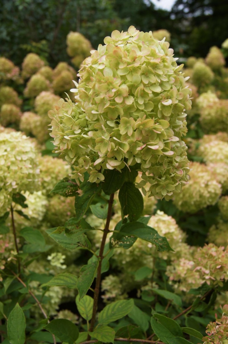Hydrangea paniculata 'Jane' (LITTLE LIME, PP22330) (LITTLE LIME™ Panicled Hydrangea PP22330), inflorescence