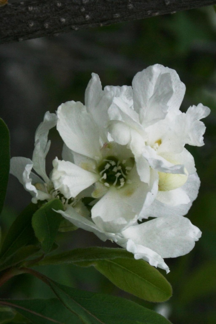 Exochorda racemosa subsp. racemosa (Pearlbush), flower, throat