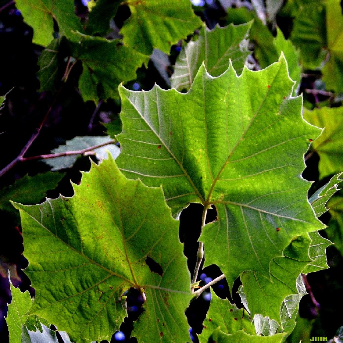 Sycamore Plant History Sycamore Tree History DKAZB