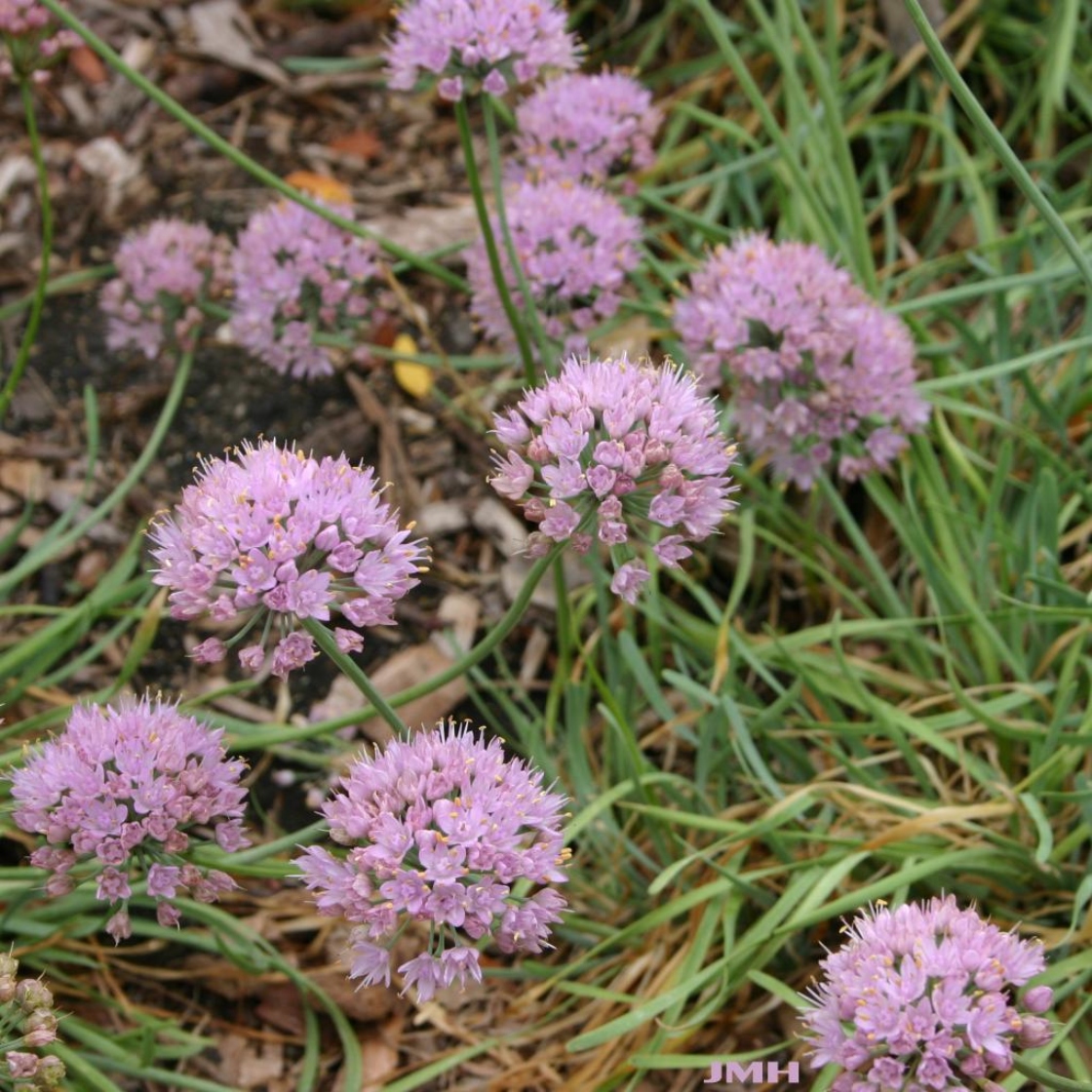 Allium senescens ssp. glaucum, multiple inflorescence, flowers