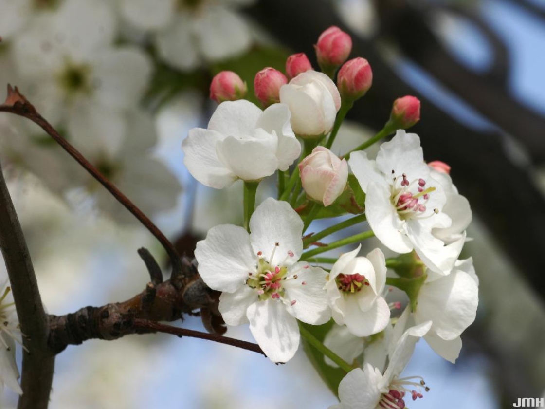 Pyrus calleryana ‘Chanticleer’ (Chanticleer callery pear), flowers and buds