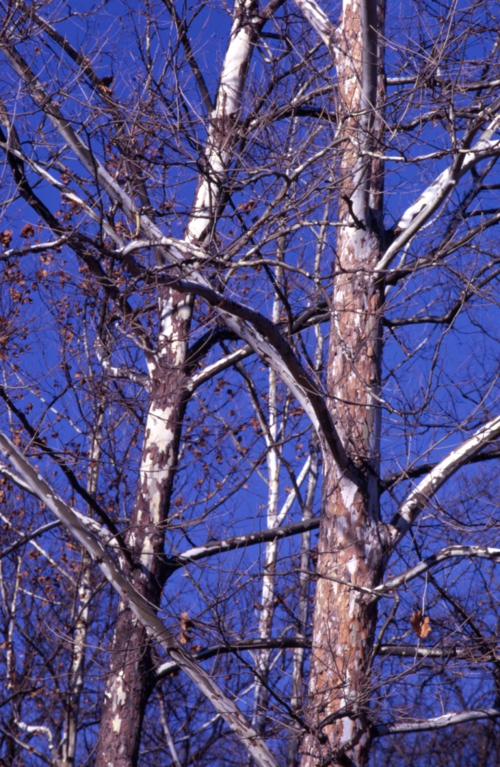 Platanus occidentalis (sycamore), trunks, branches, and autumn leaves