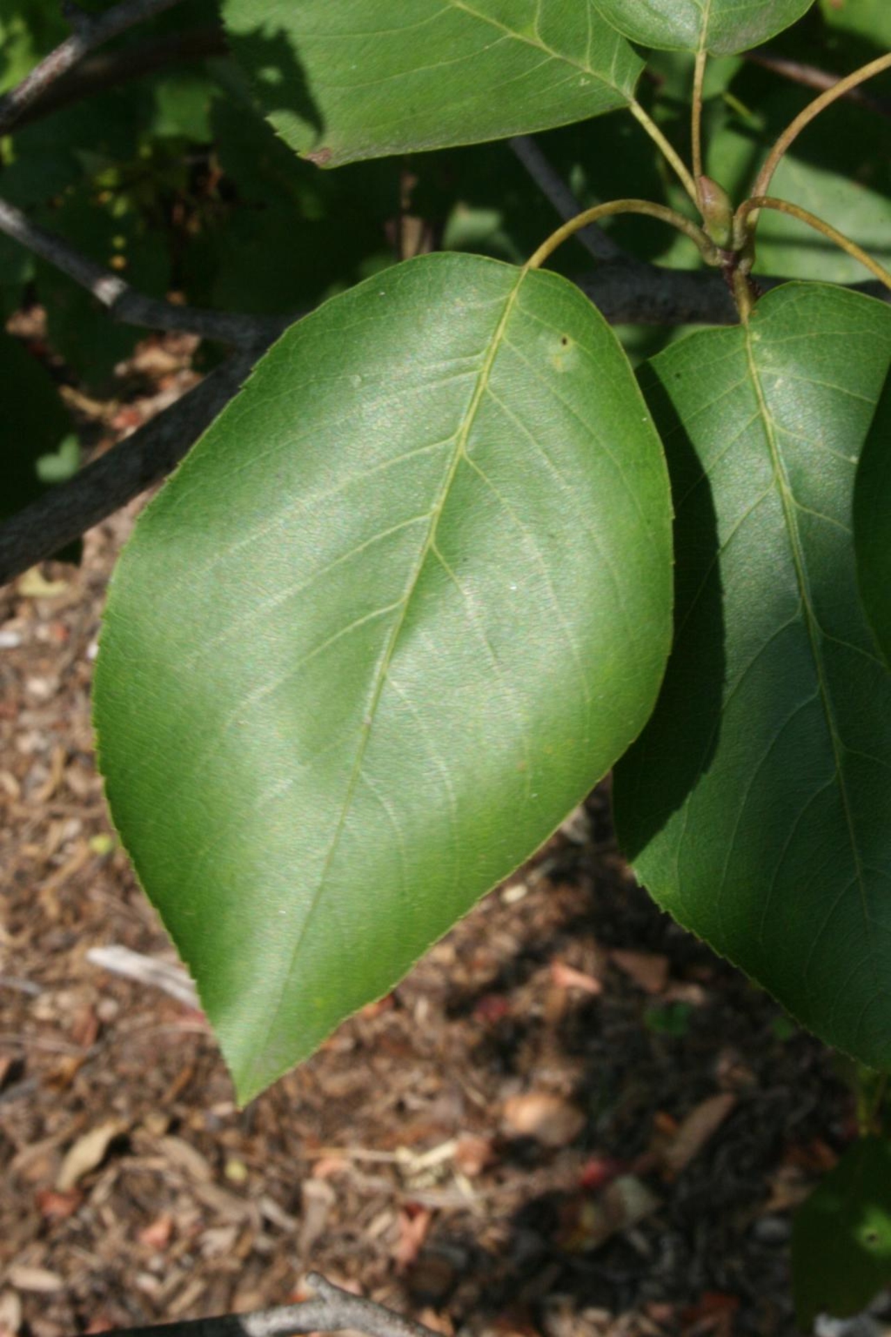 Downy serviceberry | The Morton Arboretum