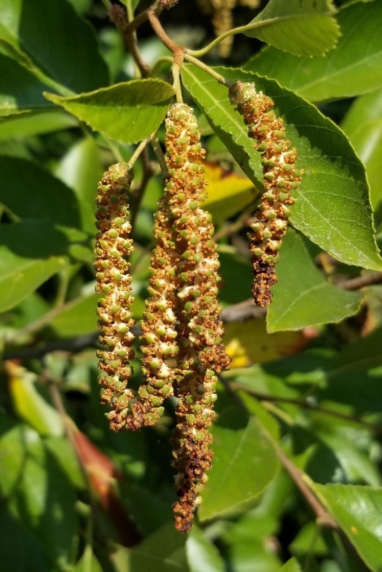Alnus maritima (Seaside Alder), flower, staminate
