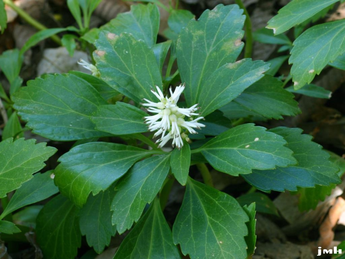 Pachysandra terminalis Sieb. & Zucc. (Japanese pachysandra), close-up of flowers and leaves