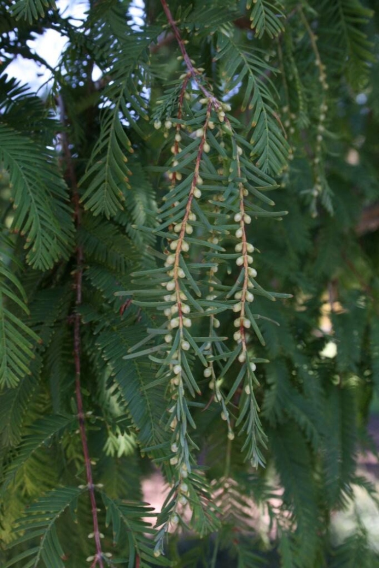 Metasequoia glyptostroboides (Dawn-redwood), bud, cone