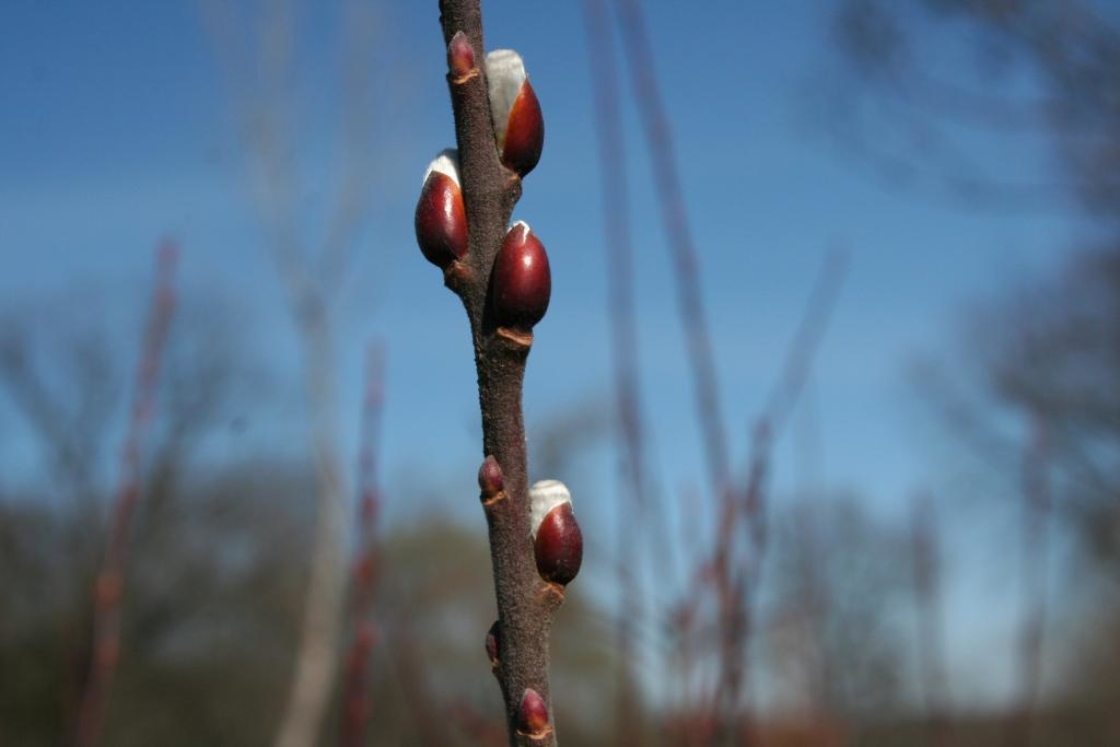 Salix caprea L. (goat willow), stems with buds