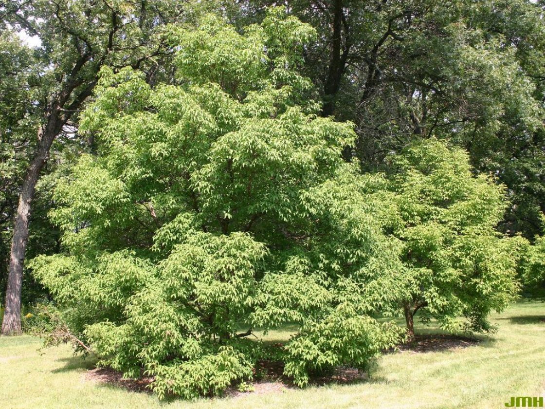 Acer triflorum Komar. (three-flowered maple), growth habit, tree form