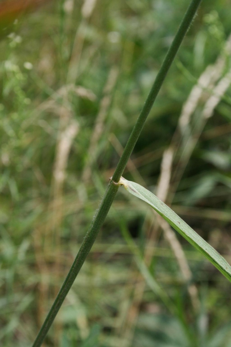 Elymus canadensis (Canada Wild Rye), leaf, summer