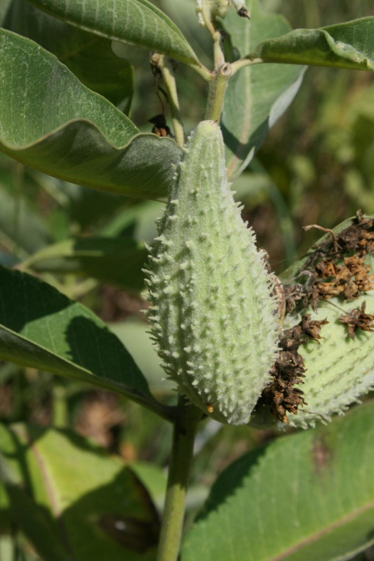 Asclepias syriaca (Common Milkweed), fruit, immature