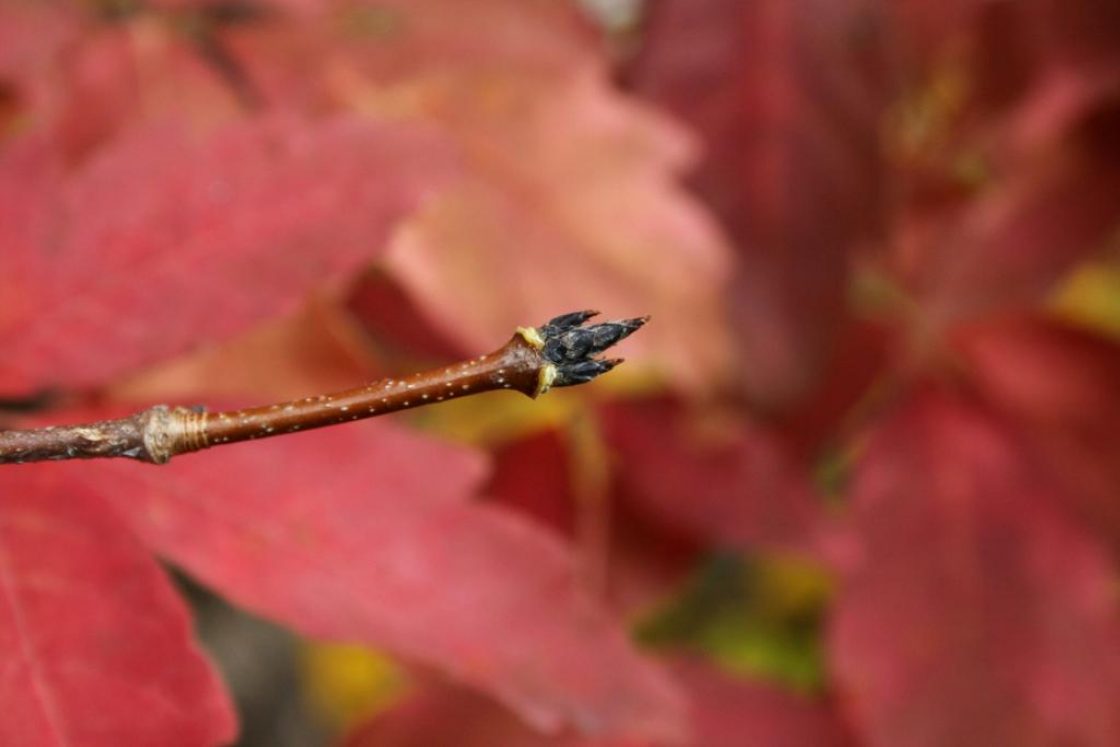 Acer triflorum (Three-flowered Maple), bud, terminal