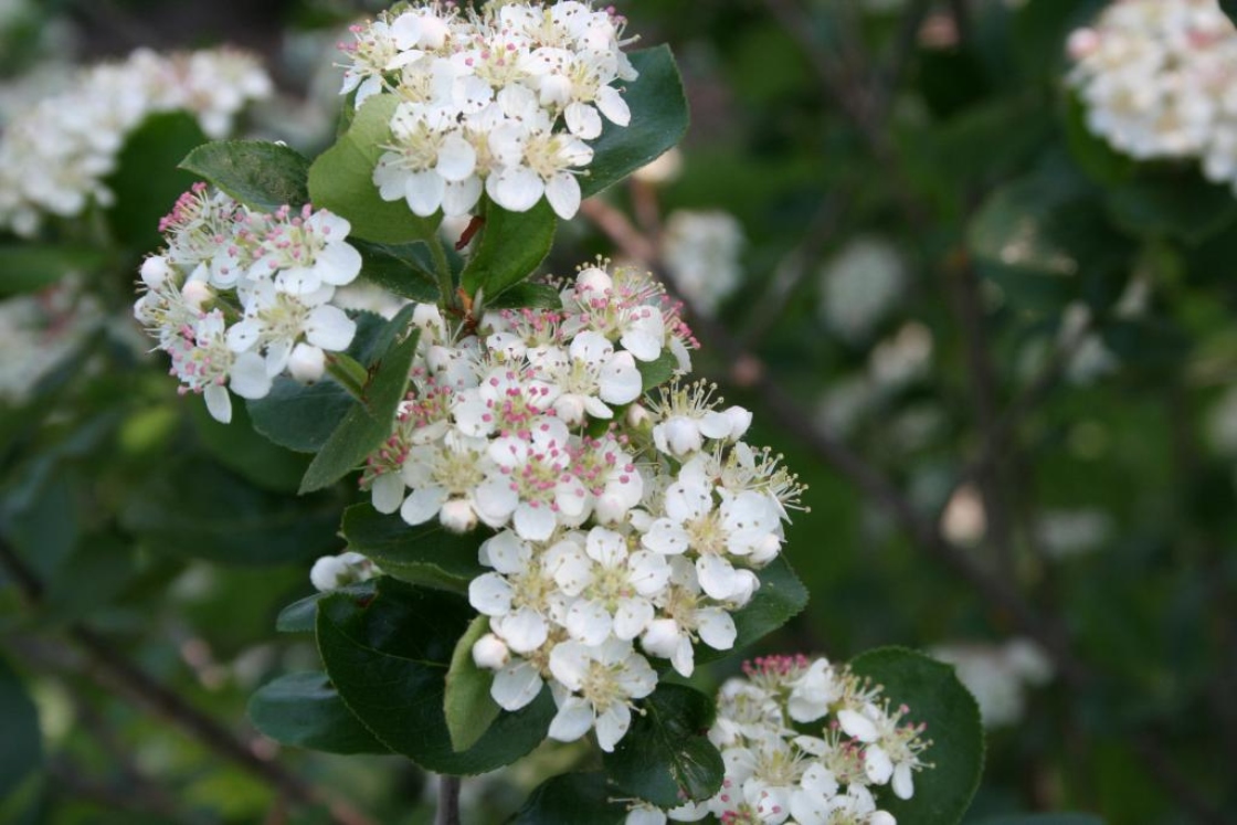 Aronia ×prunifolia ‘Viking’ (Viking purple chokeberry), flowers