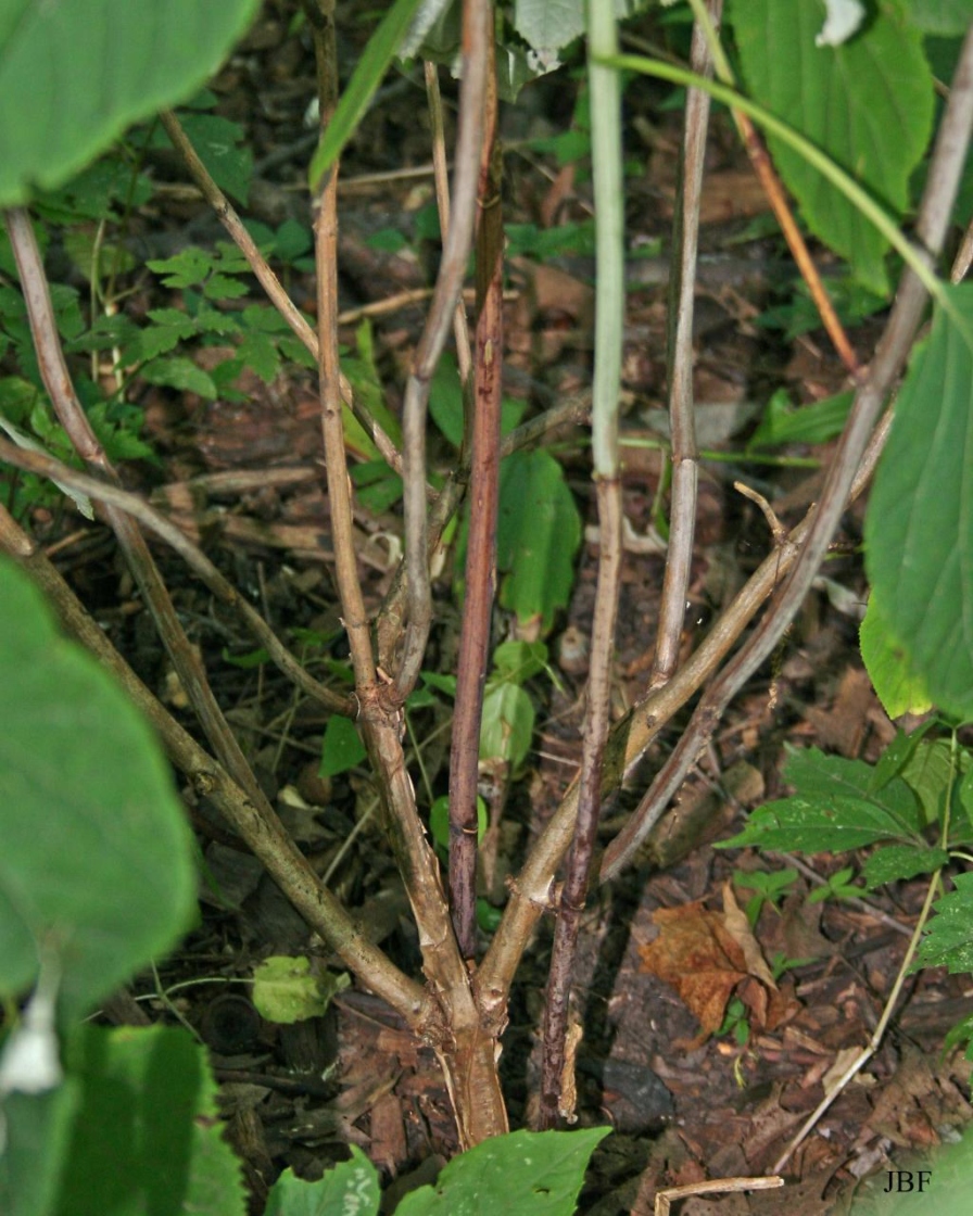 Hydrangea radiata (Silver-leaved hydrangea), bark