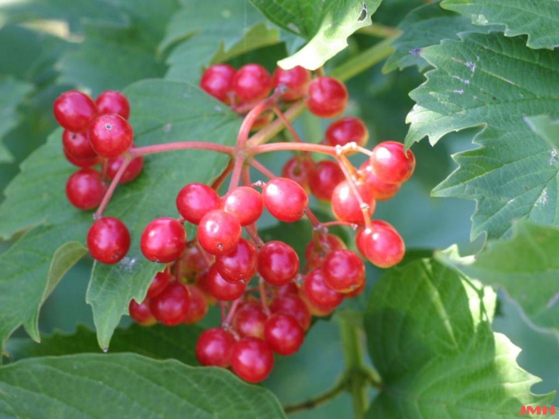 American Cranberry-bush 