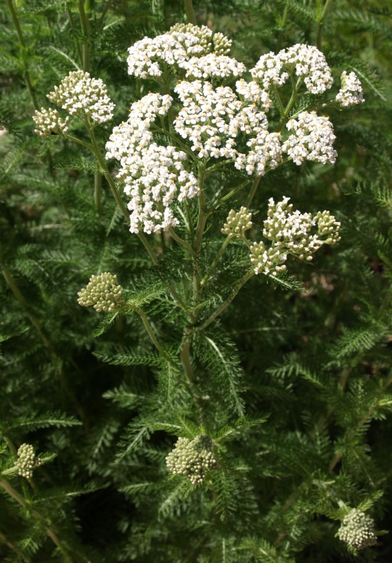 Achillea millefolium (Yarrow), habit, summer