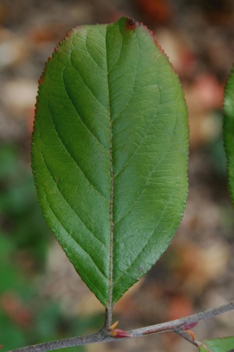 Aronia arbutifolia ‘Brilliantissima’ (Brilliant red chokeberry), leaves, upper surface